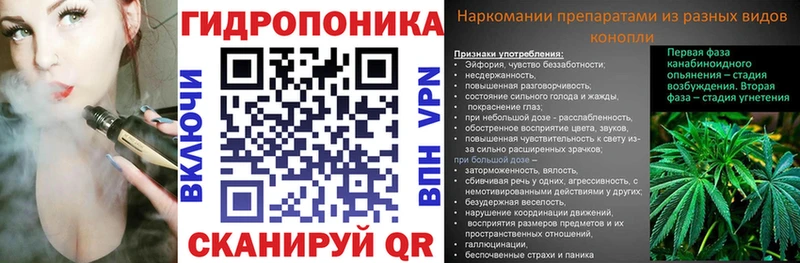 Канабис семена  Лодейное Поле 